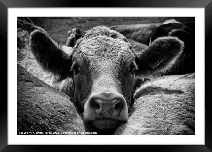 A brown and white cow (monochrome) Framed Mounted Print by Brian Pierce