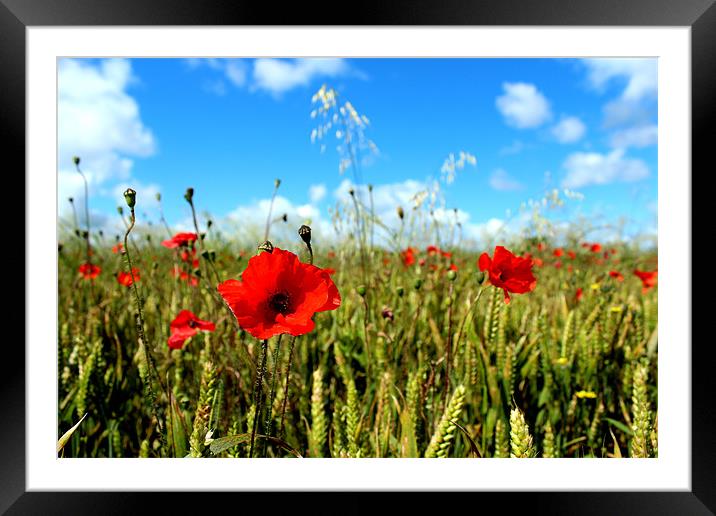Poppies in the corn Framed Mounted Print by Urban Faced