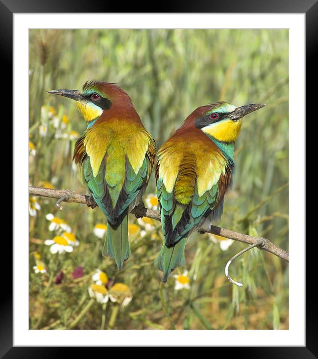 bee-eaters Framed Mounted Print by Guido Montañes