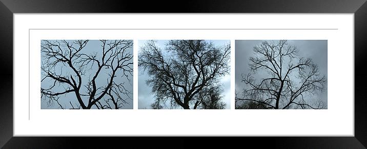 Storm trees I Framed Mounted Print by Guido Montañes