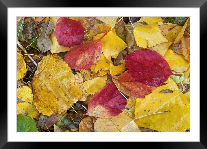 Rain leaves Framed Mounted Print by Guido Montañes