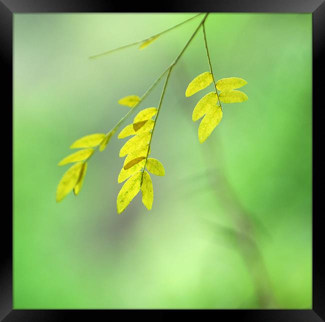 yellow leaves Framed Print by Guido Montañes
