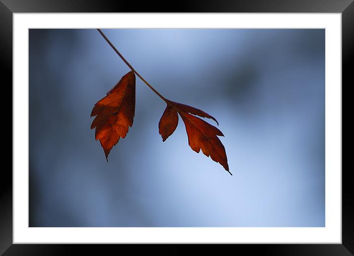 Red leaves and Blue Framed Mounted Print by Guido Montañes