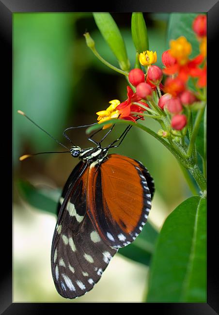Butterfly Eating Framed Print by Gemma Davis