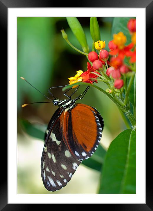 Butterfly Eating Framed Mounted Print by Gemma Davis