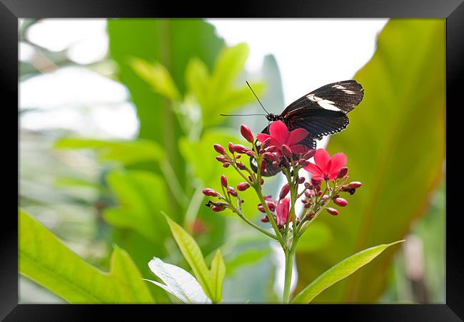 Butterfly Takeoff Framed Print by Gemma Davis