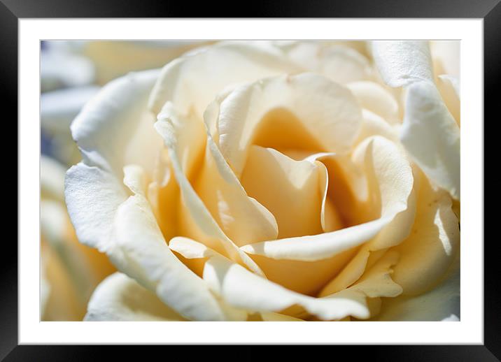 White Rose Framed Mounted Print by Gemma Davis