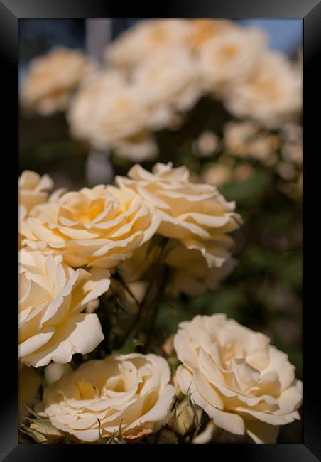 Roses in in the Sun Framed Print by Gemma Davis