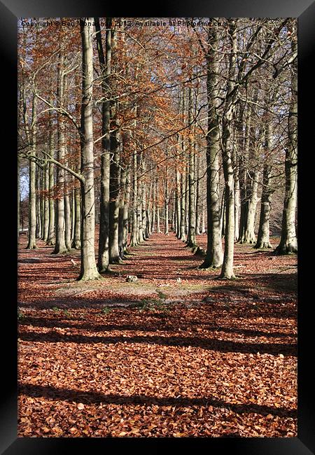 Autumn Wood Framed Print by Ben Monaghan