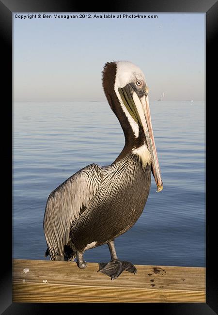 One footed Floridan Pelican Framed Print by Ben Monaghan