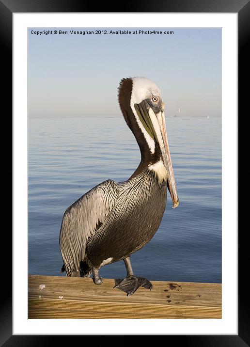 One footed Floridan Pelican Framed Mounted Print by Ben Monaghan