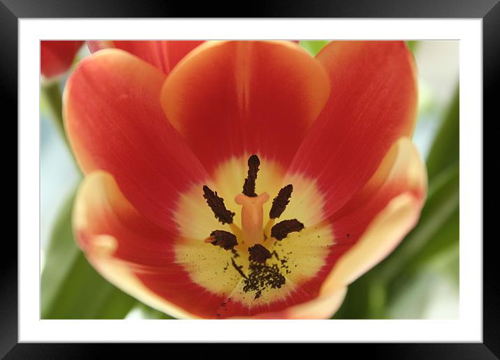 Tulip's stamen Framed Mounted Print by Ben Monaghan