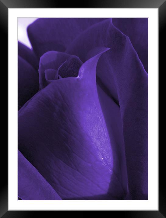 purple rose Framed Mounted Print by Sandra Beikirch
