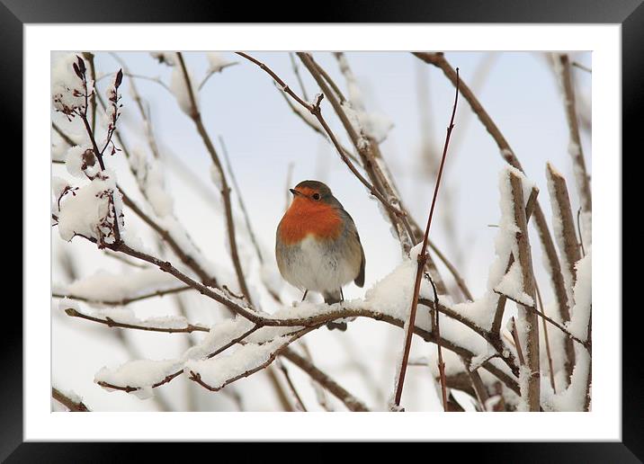  Chilly Robin Framed Mounted Print by Aaron Casey