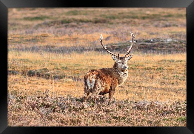 Stag on the mooors Framed Print by Aaron Casey