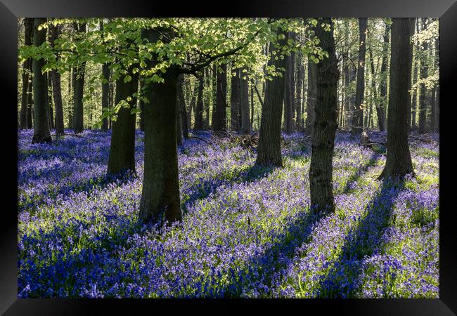 Bluebell Woods  Framed Print by Graham Custance