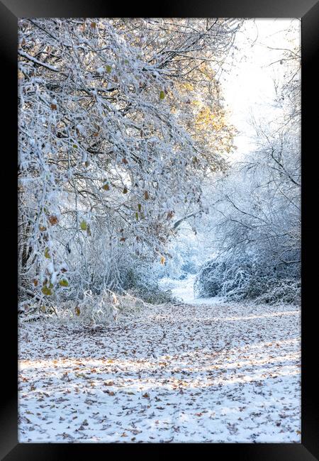 Ashridge in Winter Framed Print by Graham Custance