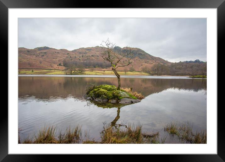 Rydal Water Lone Tree Framed Mounted Print by Graham Custance