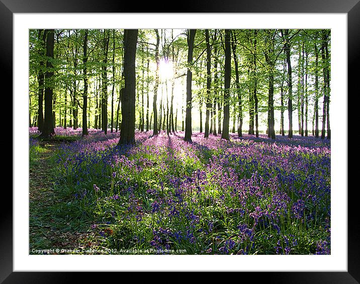 Bluebell Wood Framed Mounted Print by Graham Custance