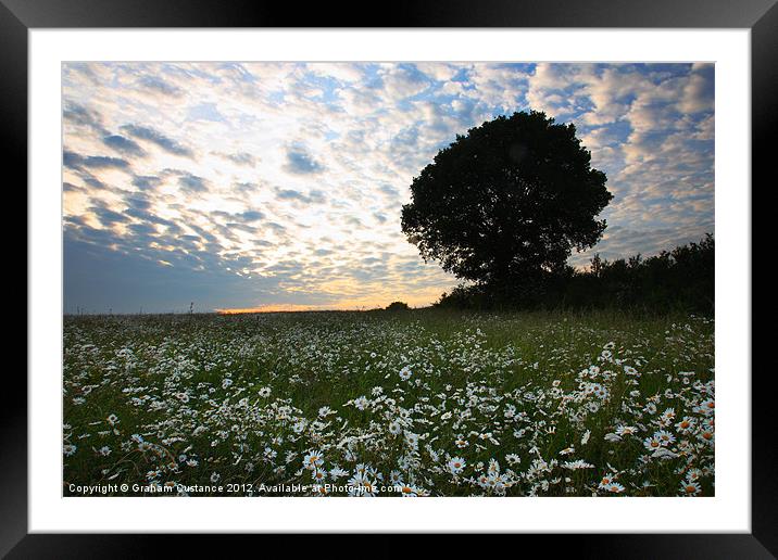 Carpet of Daisies Framed Mounted Print by Graham Custance