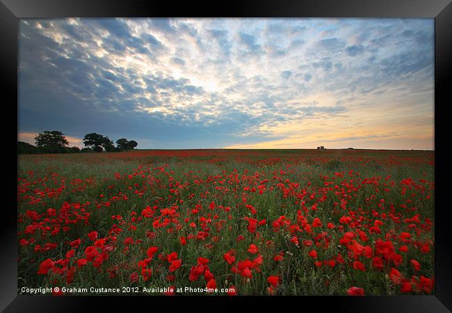 Poppy Field Framed Print by Graham Custance