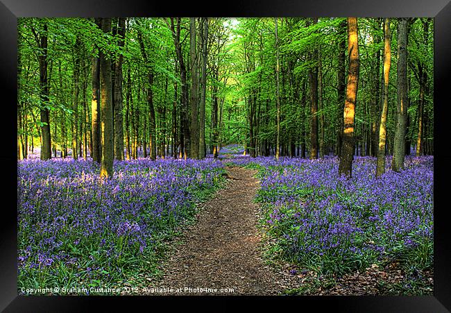 Bluebell Woods, Ashridge Framed Print by Graham Custance