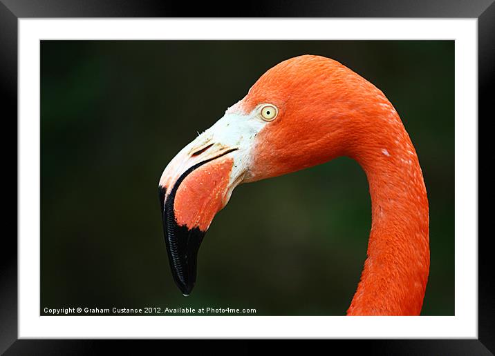 Flamingo Framed Mounted Print by Graham Custance