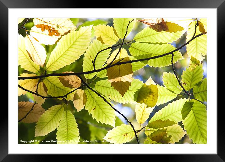 Autumn Leaves Framed Mounted Print by Graham Custance