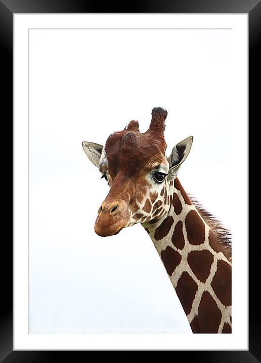 Giraffe Framed Mounted Print by Graham Custance