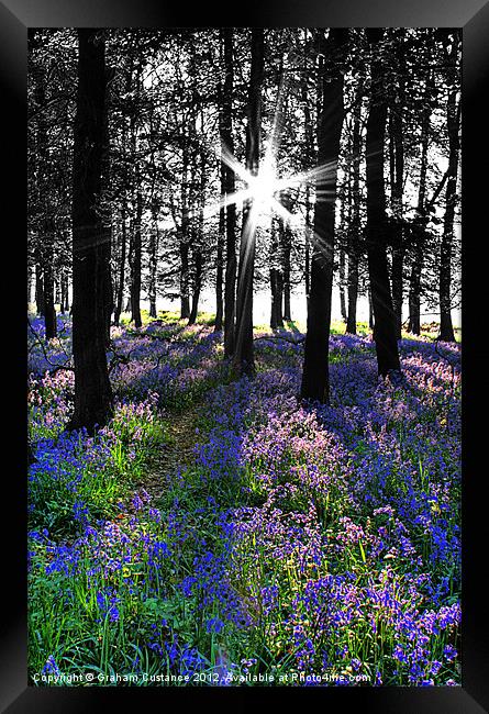 Bluebell Woods, Ashridge Framed Print by Graham Custance