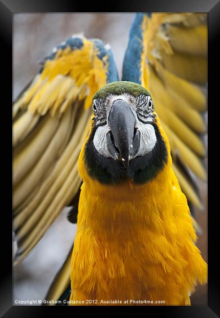 Macaw Framed Print by Graham Custance