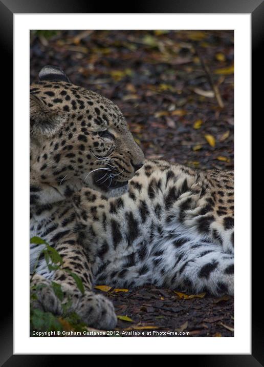 Persian Leopard Framed Mounted Print by Graham Custance
