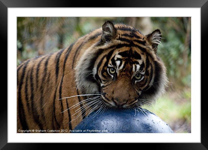 Sumatran Tiger Framed Mounted Print by Graham Custance