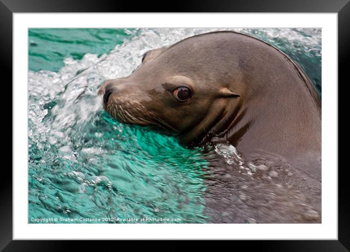 Californian Sealion Framed Mounted Print by Graham Custance