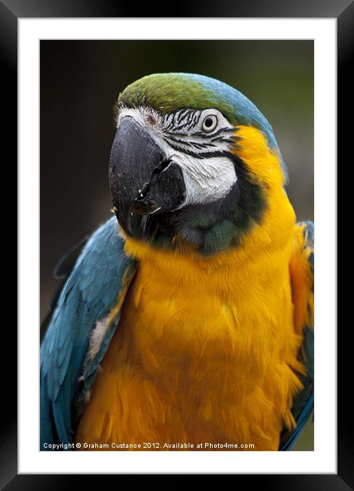 Macaw Framed Mounted Print by Graham Custance