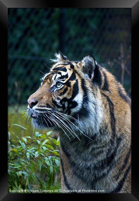 Sumatran Tiger Framed Print by Graham Custance