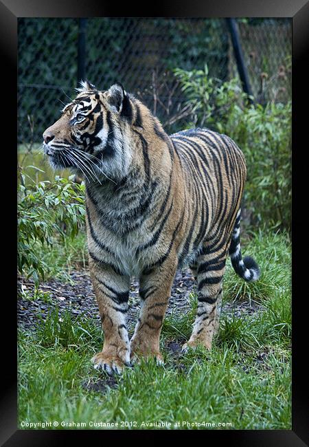 Sumatran Tiger Framed Print by Graham Custance