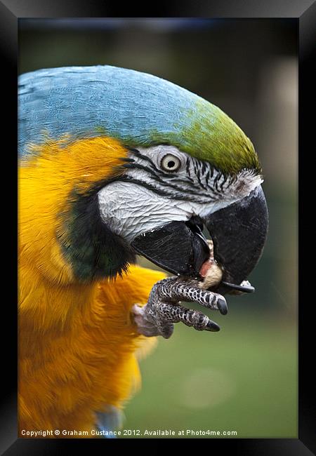 Macaw Framed Print by Graham Custance