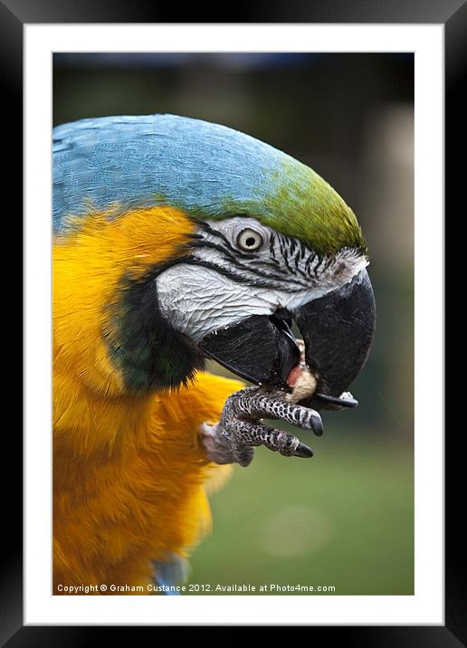 Macaw Framed Mounted Print by Graham Custance
