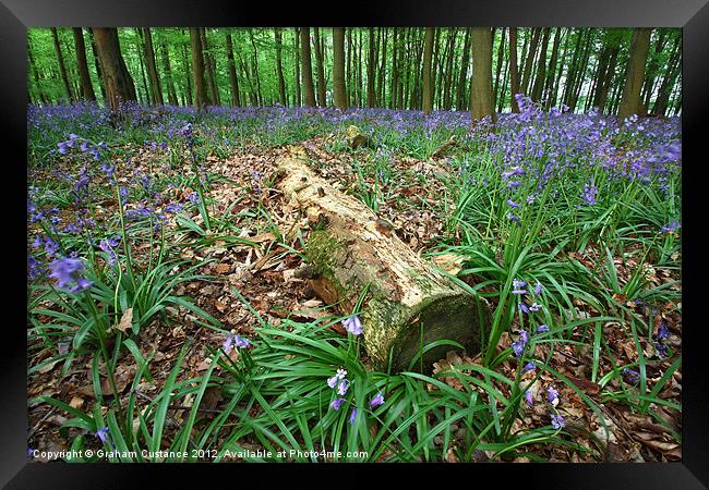 Bluebell Woods Framed Print by Graham Custance