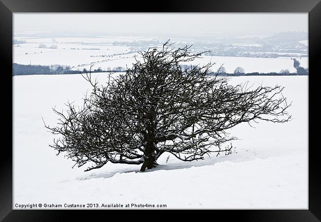 Winter Tree Framed Print by Graham Custance