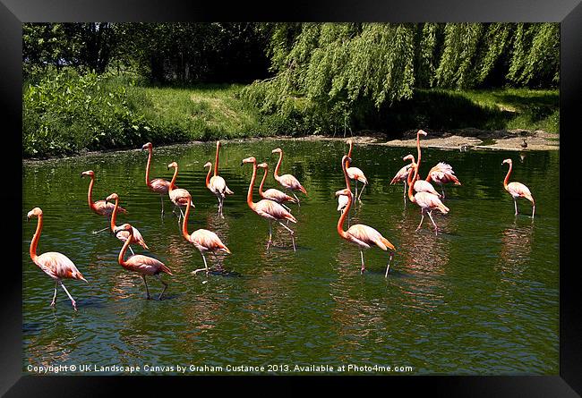 Flamingos Framed Print by Graham Custance