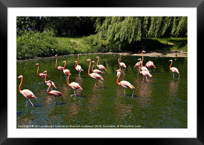 Flamingos Framed Mounted Print by Graham Custance