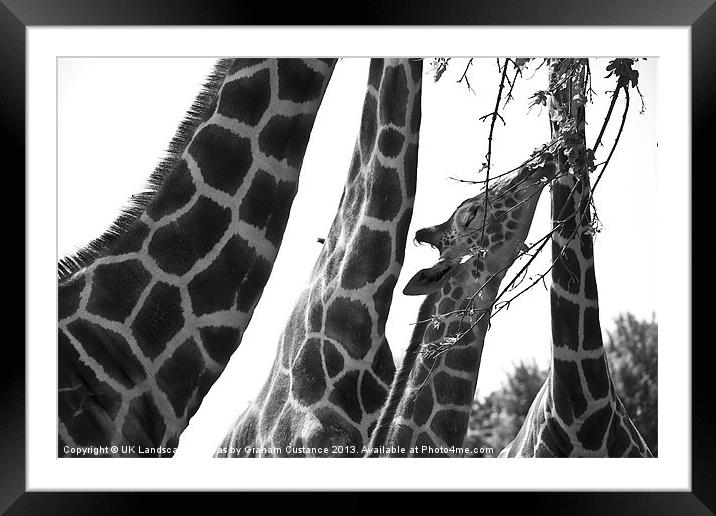 Giraffes Framed Mounted Print by Graham Custance