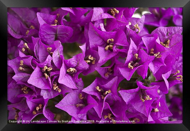 Purple Flowers Framed Print by Graham Custance