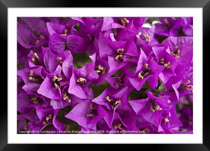 Purple Flowers Framed Mounted Print by Graham Custance