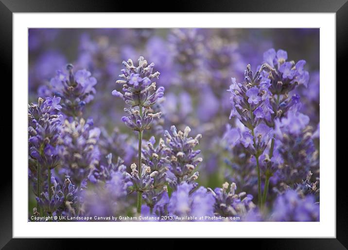 Lavender Framed Mounted Print by Graham Custance