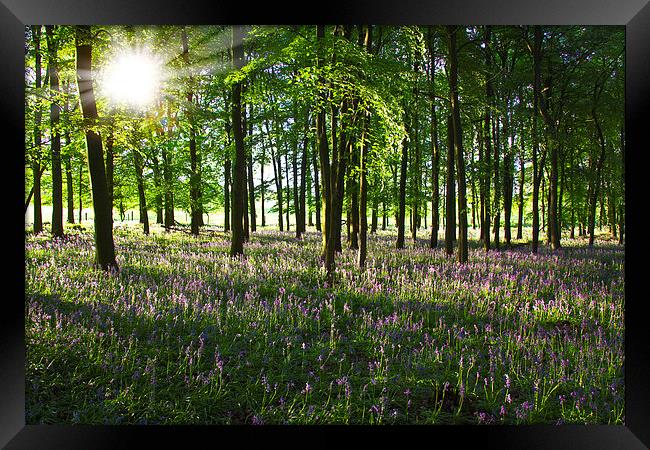 Bluebell Sunrise Framed Print by Graham Custance