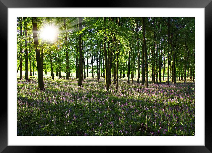 Bluebell Sunrise Framed Mounted Print by Graham Custance