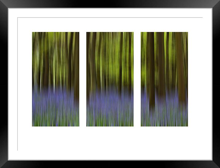 Bluebell Triptych Framed Mounted Print by Graham Custance